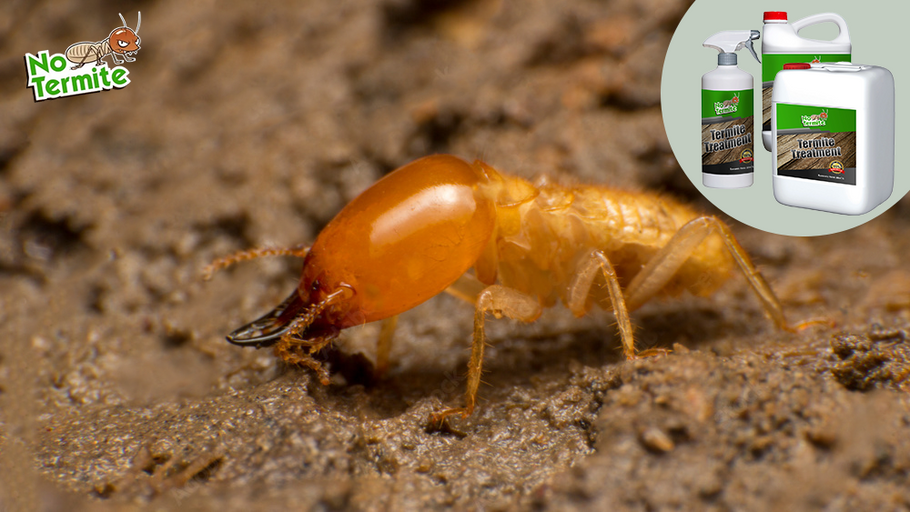 Zaštita od termita: Vodič za vlasnike kuća do uspjeha s termitima